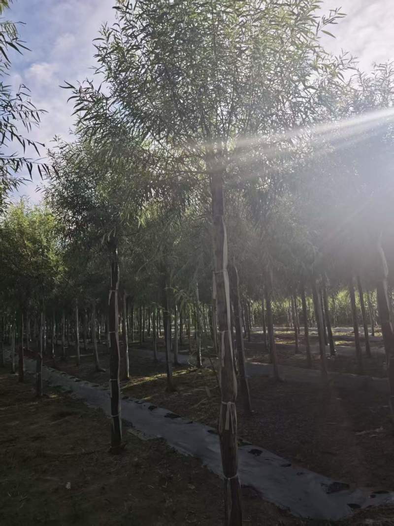 馒头柳苗圃基地直发量大对接园林绿化工程苗木/全国发货