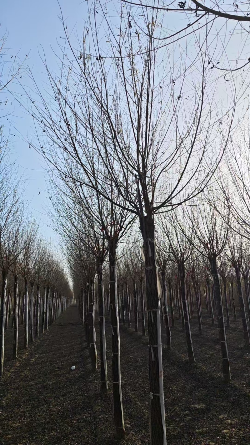 馒头柳苗圃基地直发量大对接园林绿化工程苗木/全国发货