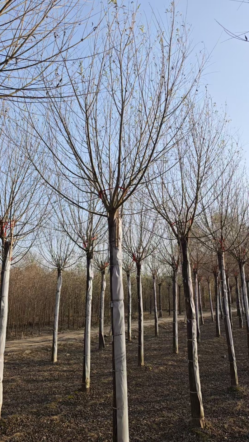 馒头柳苗圃基地直发量大对接园林绿化工程苗木/全国发货