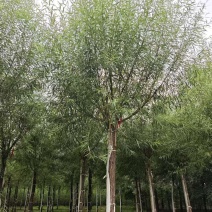 馒头柳苗圃基地直发量大对接园林绿化工程苗木/全国发货