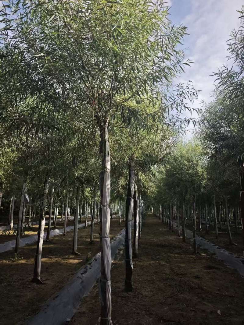 馒头柳苗圃基地直发量大对接园林绿化工程苗木/全国发货