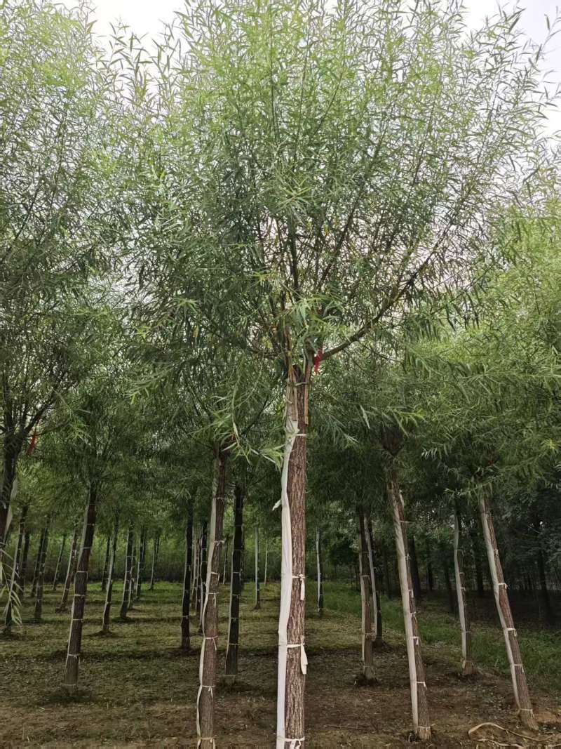 馒头柳苗圃基地直发量大对接园林绿化工程苗木/全国发货