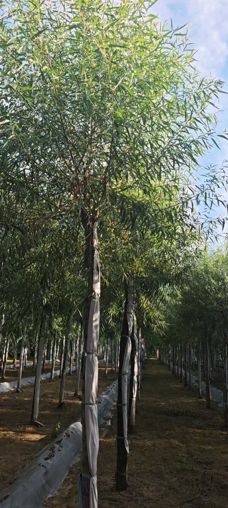 馒头柳苗圃基地直发量大对接园林绿化工程苗木/全国发货