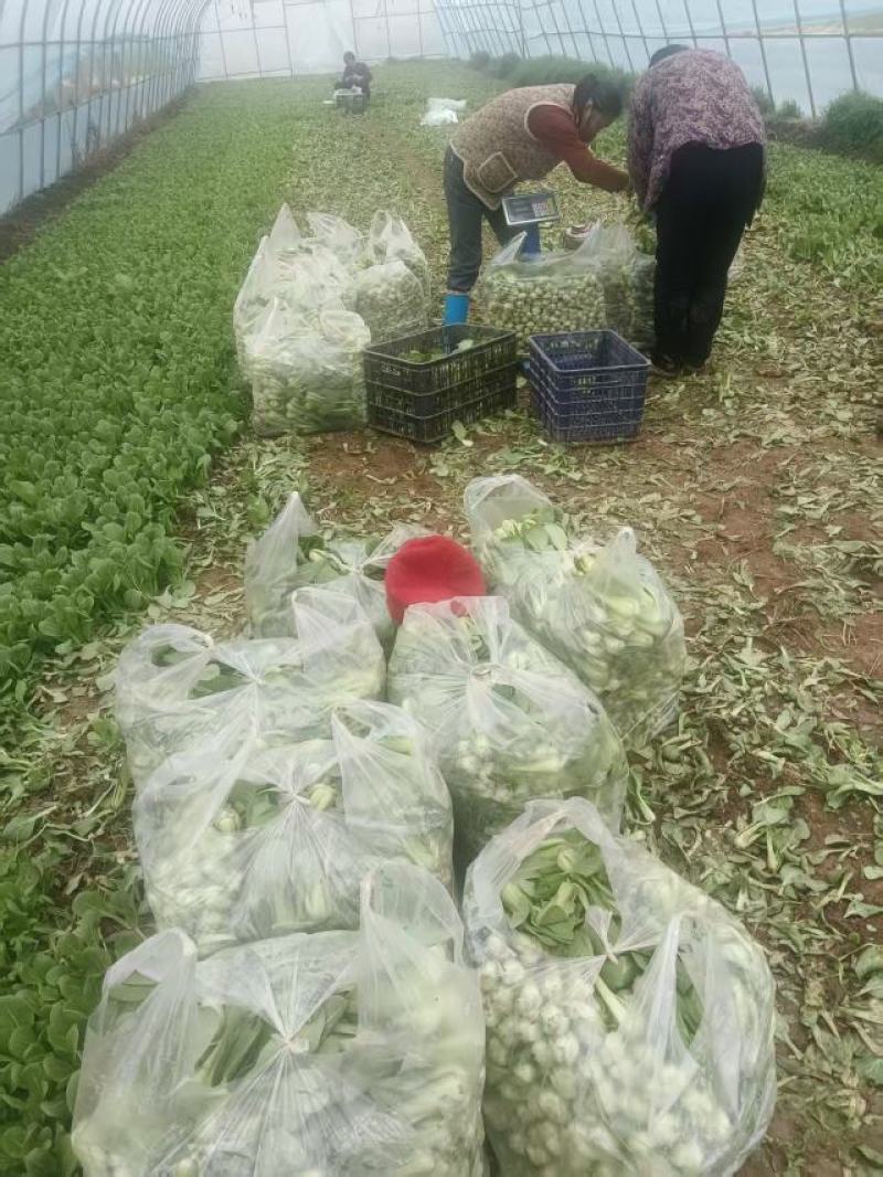 小油菜自产自销视频看货对接商超批发市场