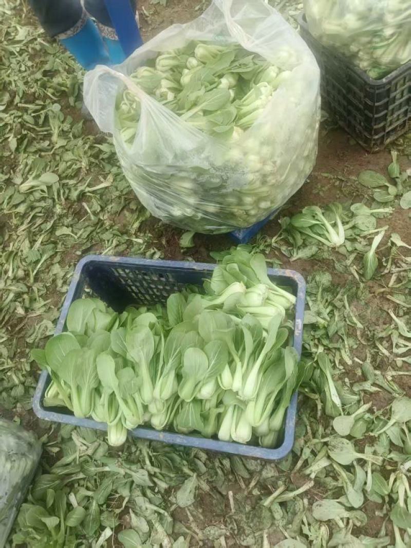 小油菜自产自销视频看货对接商超批发市场