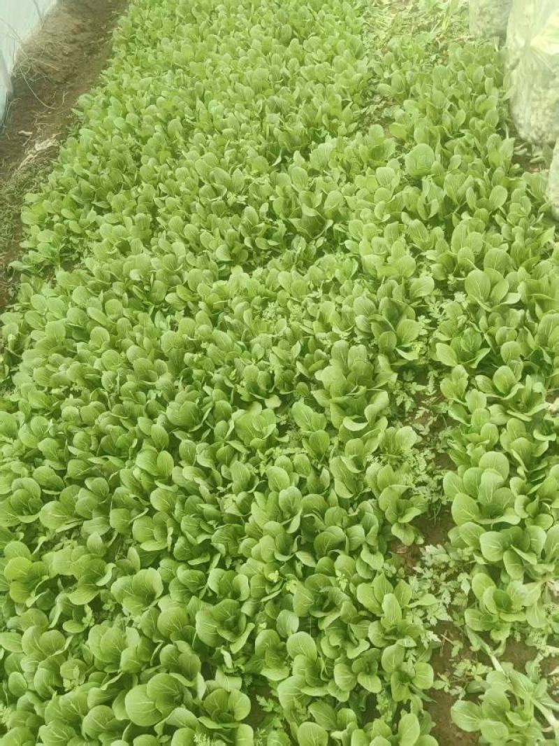 小油菜自产自销视频看货对接商超批发市场