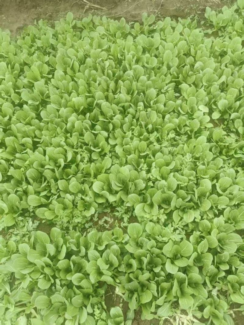 小油菜自产自销视频看货对接商超批发市场
