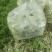 小油菜自产自销视频看货对接商超批发市场