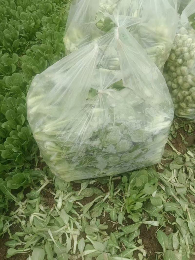 小油菜自产自销视频看货对接商超批发市场
