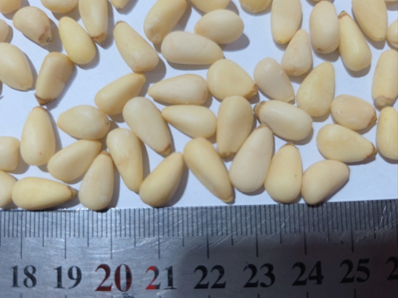 东北红松仁大中小颗粒都有12.5kg一件全国发货