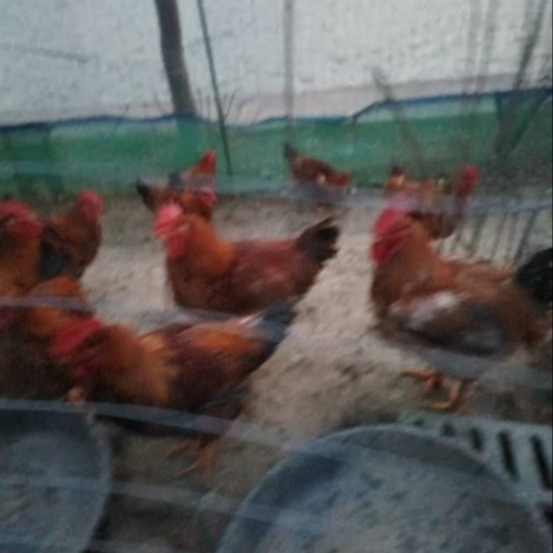 活鸡卖