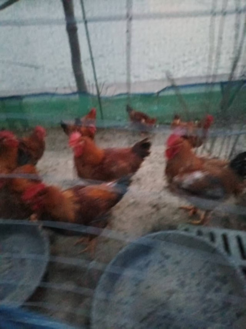 活鸡卖