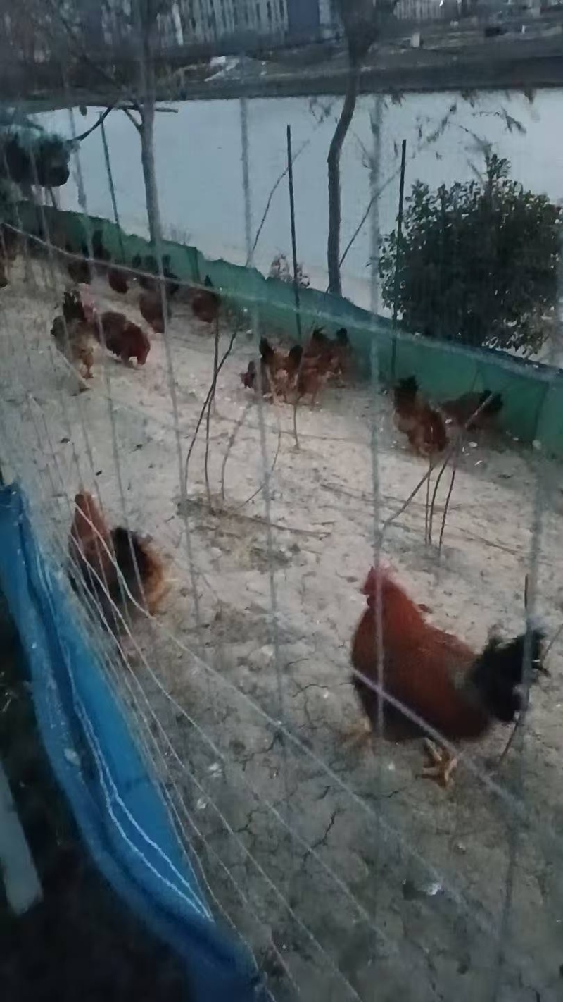 活鸡卖