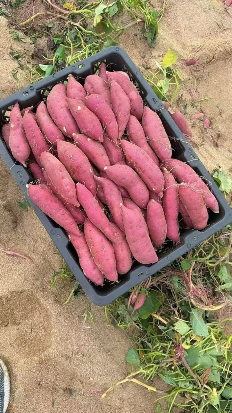 临安板栗小香薯🍠零售，批发，代发