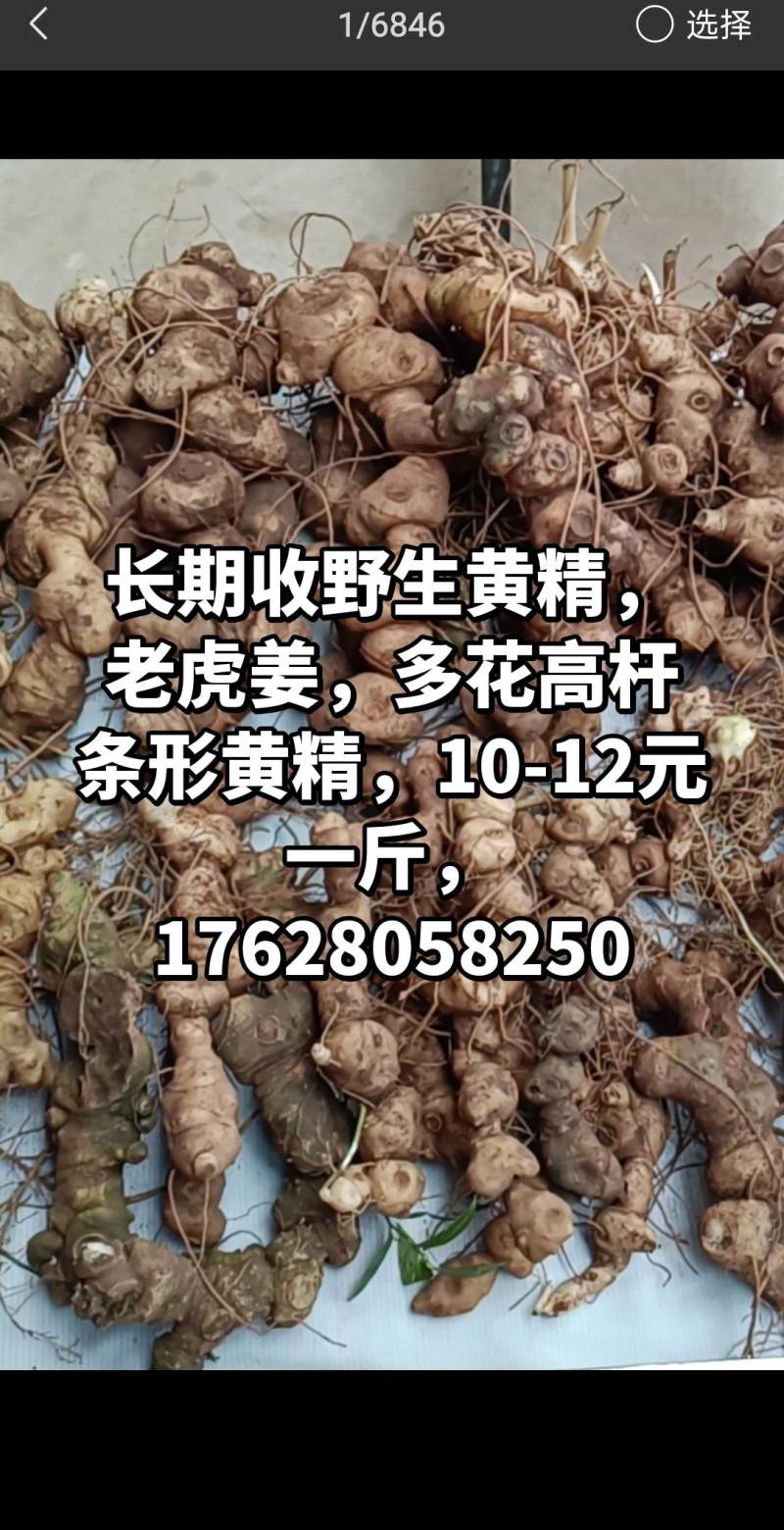 收野生黄精，多花滇黄精都可以，云贵川都可以给我发货