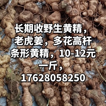 收野生黄精，多花滇黄精都可以，云贵川都可以给我发