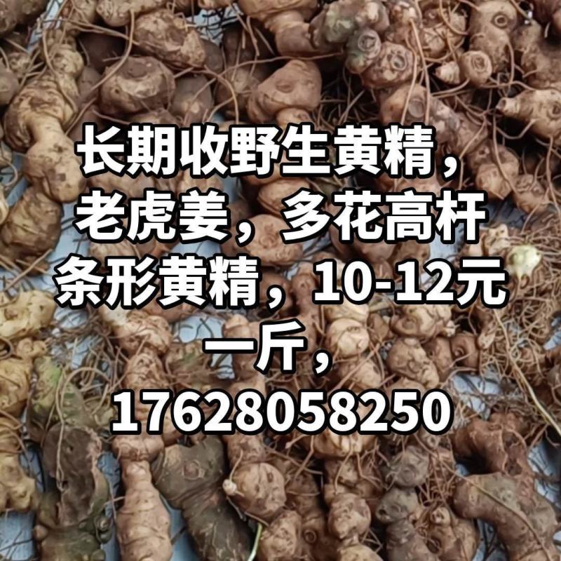 收野生黄精，多花滇黄精都可以，云贵川都可以给我发