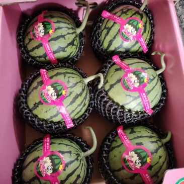 安徽本地精品小糖丸西瓜/产地直发/量大从优/欢迎来电