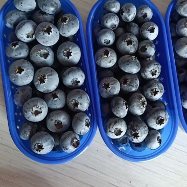 山东大棚蓝莓大量上市，货源充足价格美丽