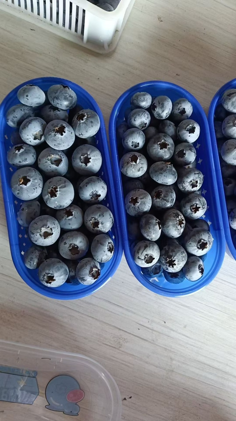 山东大棚蓝莓大量上市，货源充足价格美丽