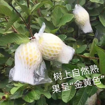 广西玉林北流白心珍珠番石榴软糯香甜可口一级货