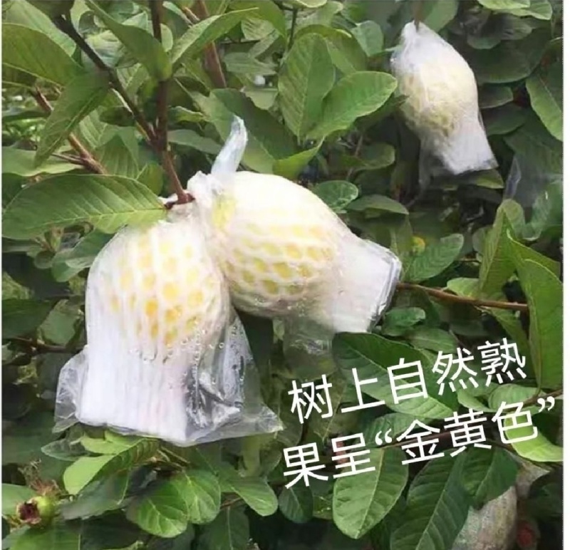 广西玉林北流白心珍珠番石榴软糯香甜可口一级货