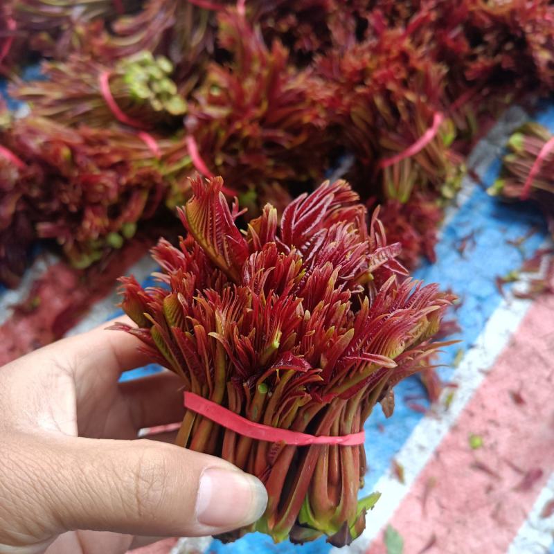 大竹香椿芽