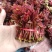 大竹香椿芽