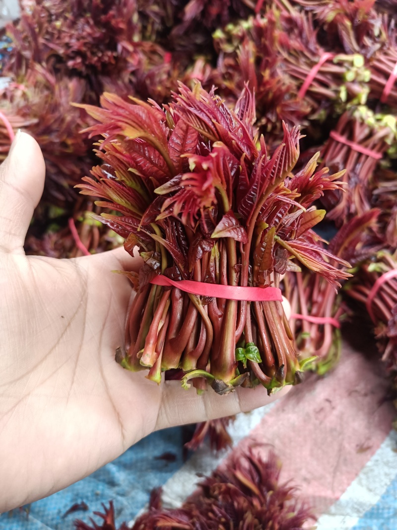 大竹香椿芽