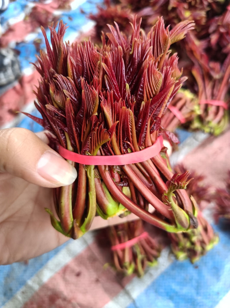 大竹香椿芽