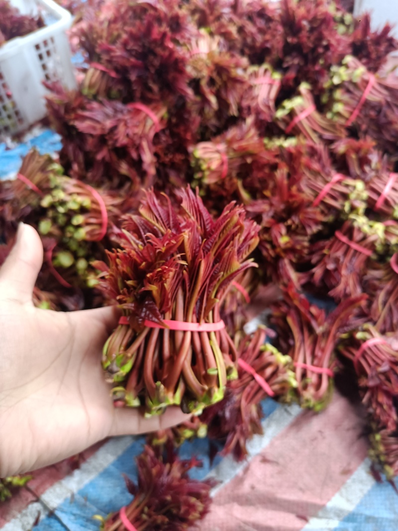 大竹香椿芽