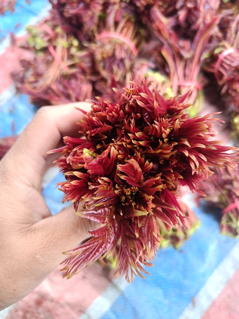 大竹香椿芽