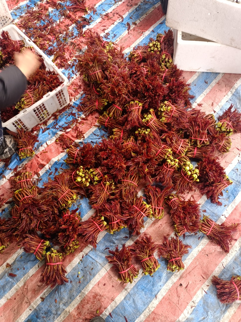 大竹香椿芽