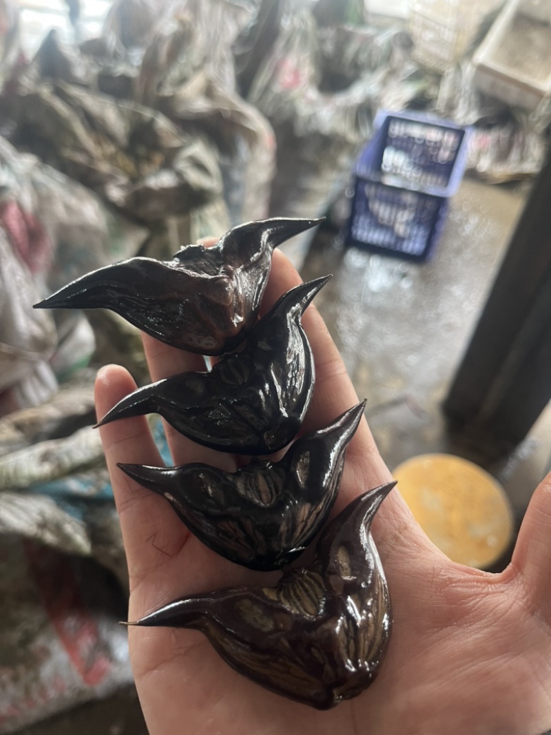 红菱角，农户自产自销。产地：湖北咸宁嘉鱼
