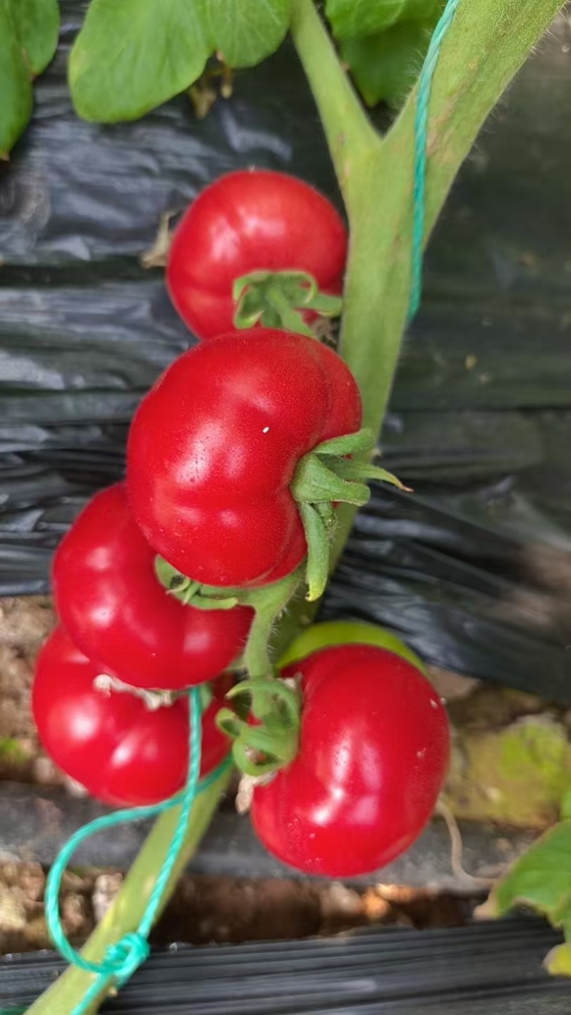 牧心番茄