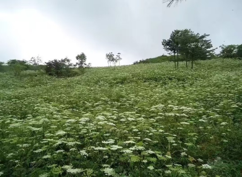 独活苗，四川肉独活，提供技术指导可回收，一手货源