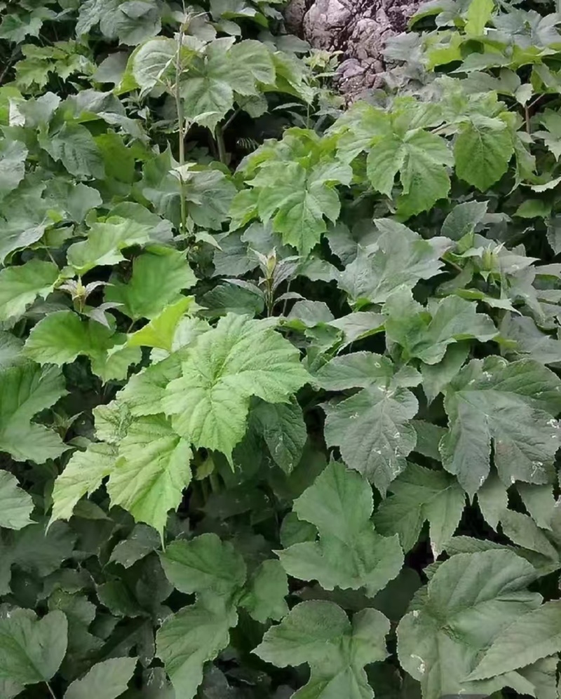 独活苗，四川肉独活，提供技术指导可回收，一手货源