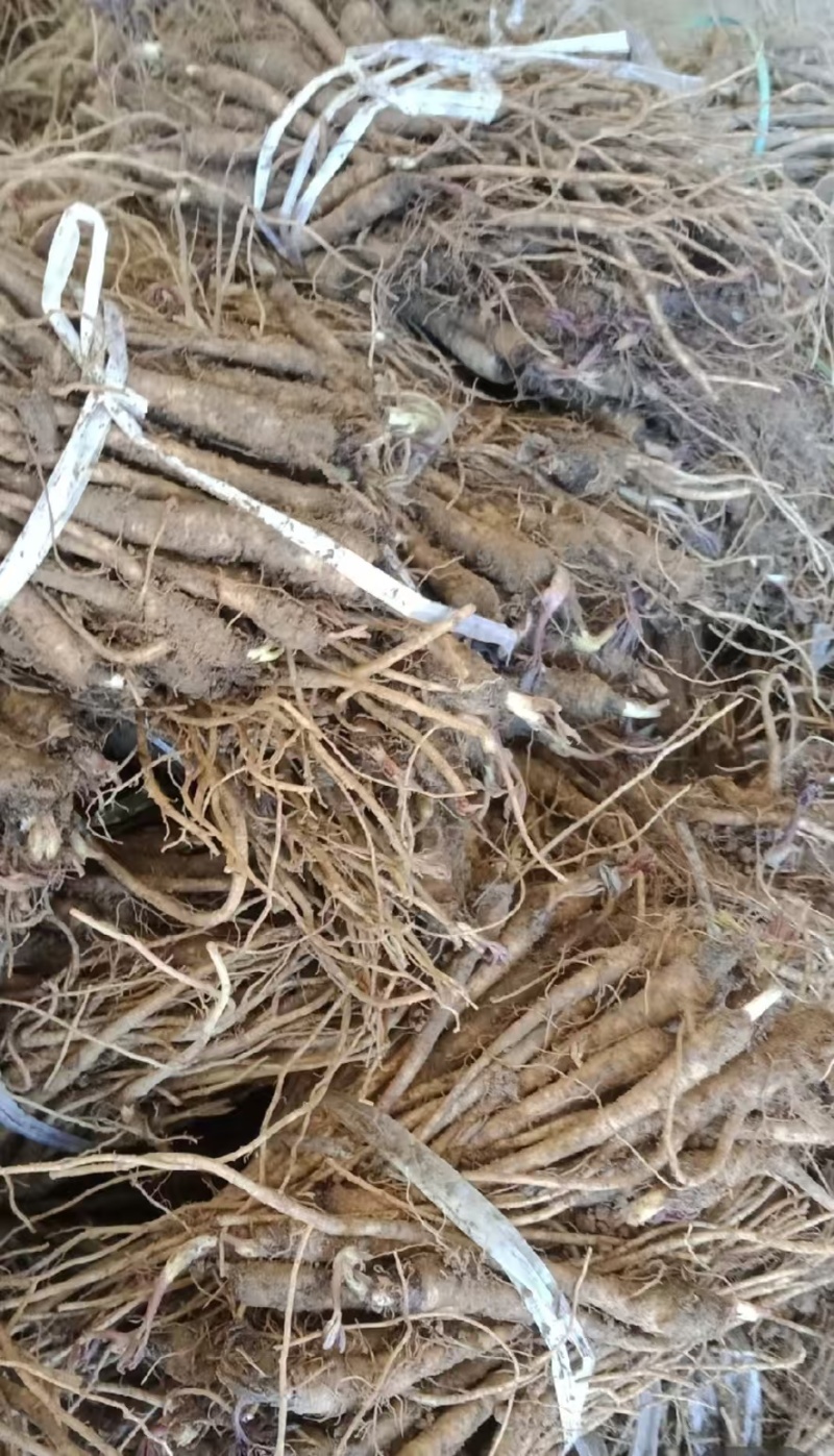 独活苗，四川肉独活，提供技术指导可回收，一手货源