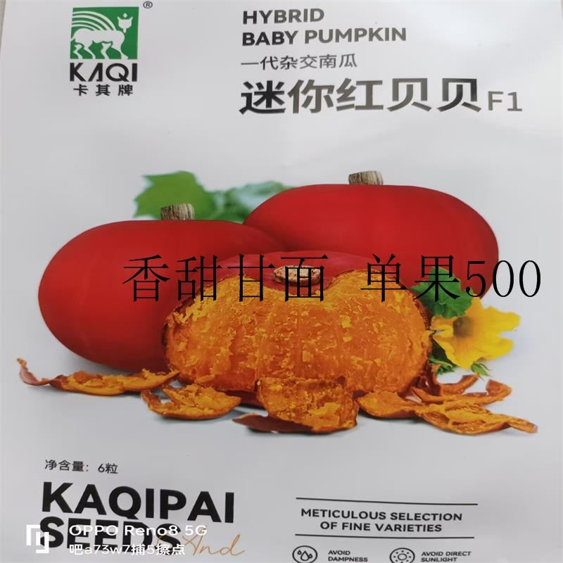 迷你红贝贝南瓜种子一代杂交品种单瓜重400克