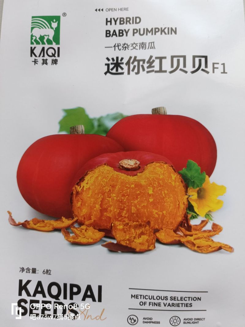 迷你红贝贝南瓜种子一代杂交品种单瓜重400克