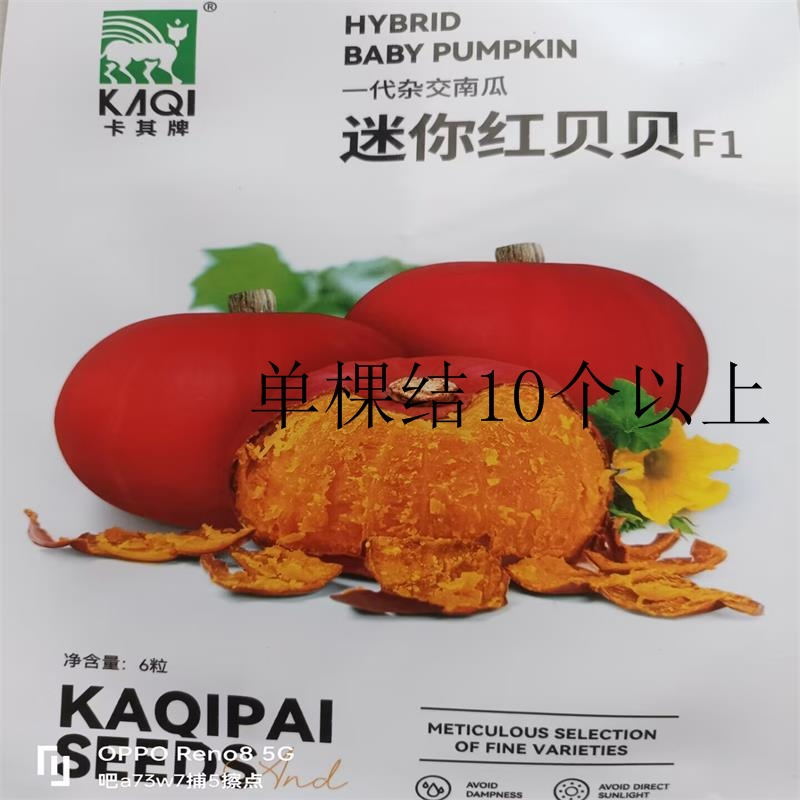 迷你红贝贝南瓜种子一代杂交品种单瓜重400克