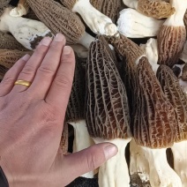 羊肚菌