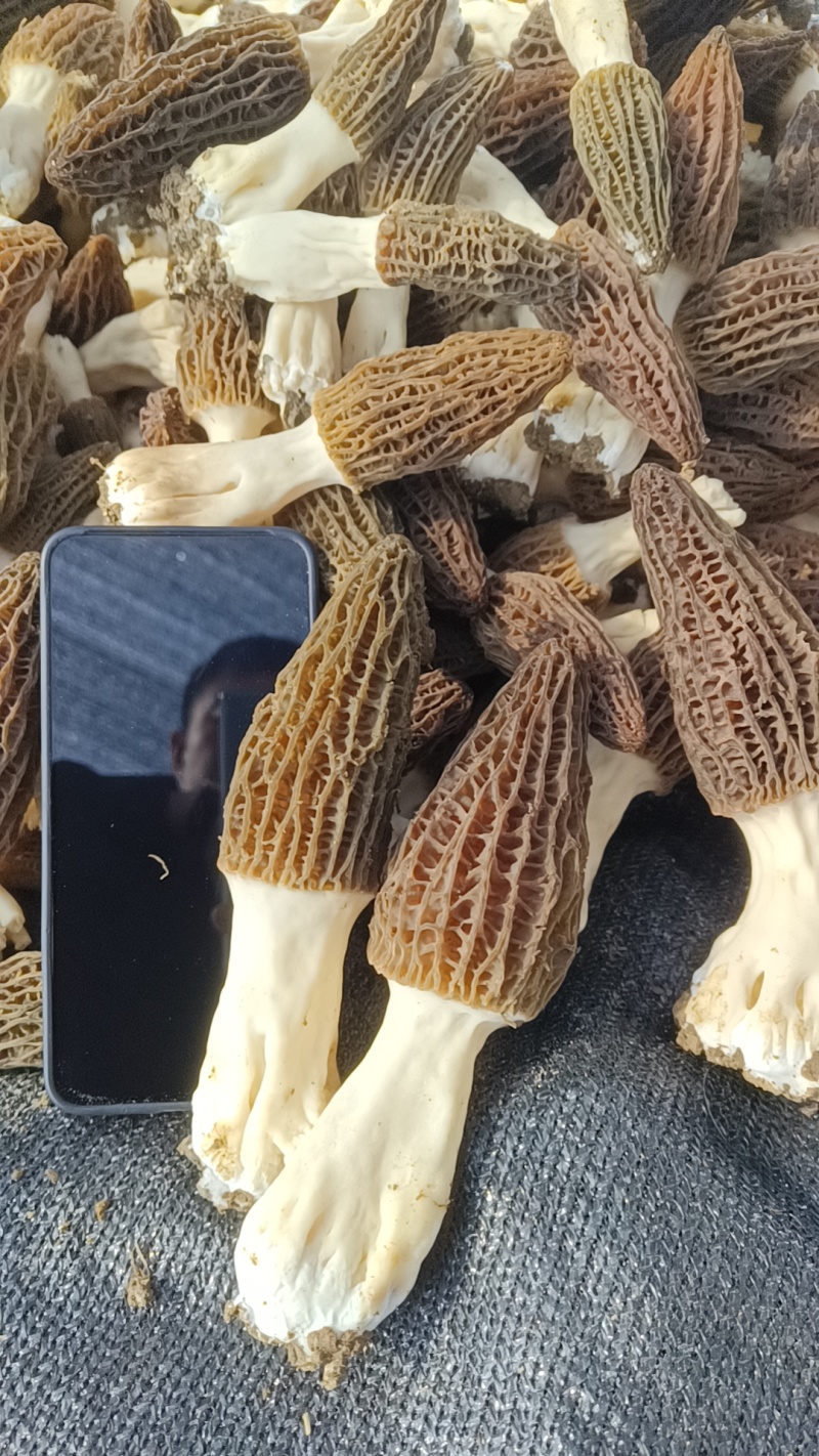 羊肚菌