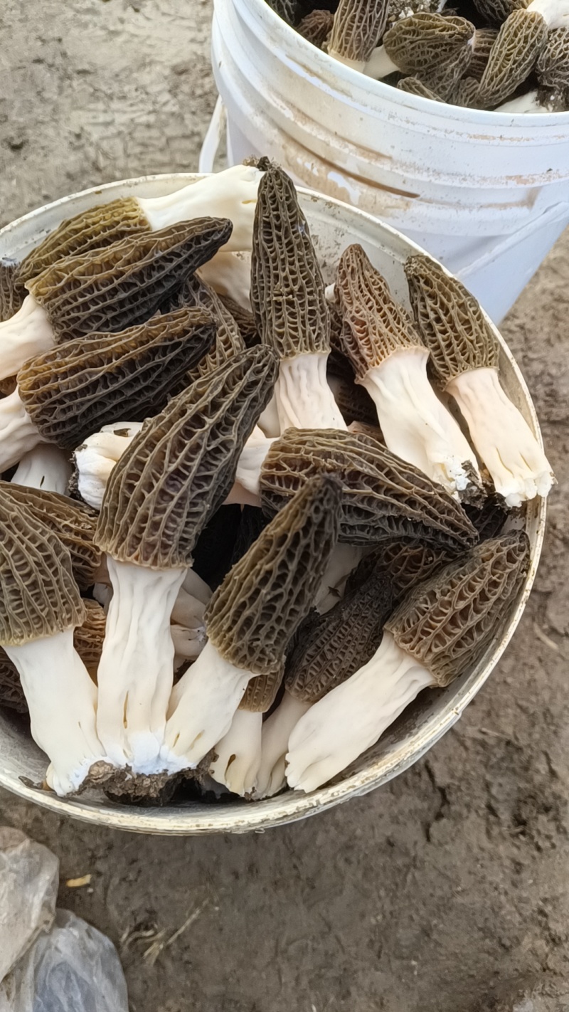 羊肚菌