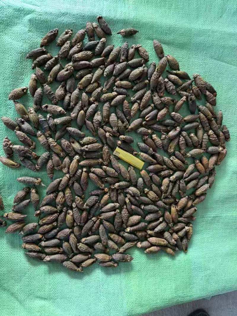 越南干果槟榔