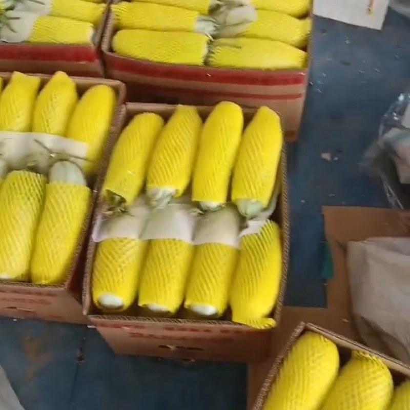 山东省聊城莘县燕店镇香瓜基地