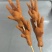 【熟食鸡爪】卤鸡爪大量供应可视频厂家直发欢迎来电采购