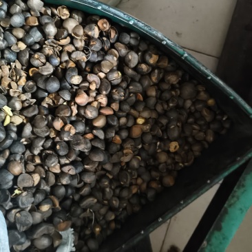 广西河池南丹山茶油（**任何添加）