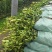 高产嫁接油茶苗油茶树苗