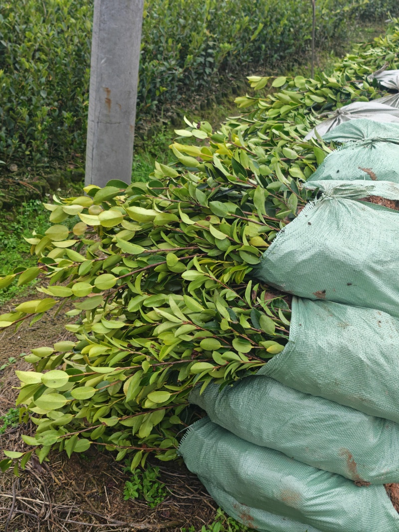 高产嫁接油茶苗油茶树苗
